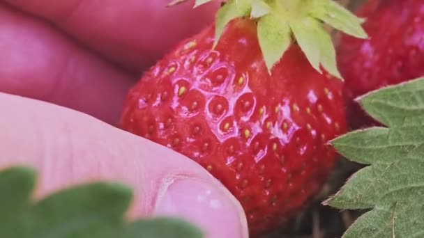 Super Macro Male Hand Holding Red Strawberry Fruit Bush While — Stock Video