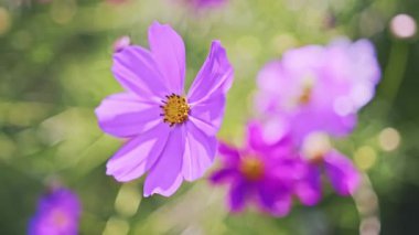 Pembe Meksika Paskalya Bayramı 'na ya da kozmos çiçeklerine yakın açık havada, açık havada, açık havada, güneş altında çiçek açıyor. Bulanık arka planda çiçekler. SDOF Yüksek Kaliteli 4K görüntü.