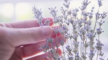 Caucasian mans hand is touching dry lavender flowers on the twigs in a bunch close-up footage on the white background. Preparation for storage. High quality 4k footage