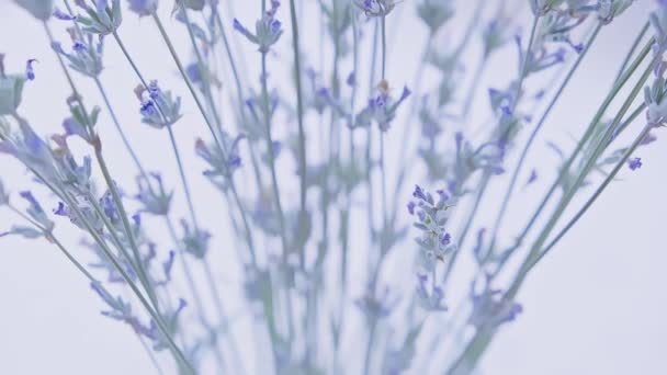 Dry Lavender Flowers Twigs Bunch Close Footage White Background Preparation — стоковое видео