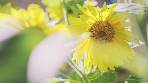 Two Bright Yellow Flowers Sunflwer Plant Blurred Background Sdof Rays — ストック動画