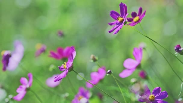 Close Many Pink Mexican Aster Cosmos Flowers Blooming Garden Light — Stockvideo