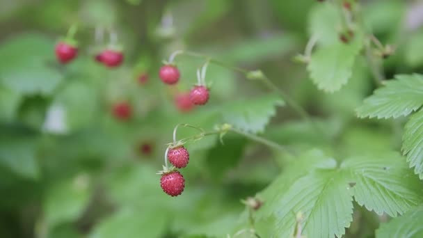 Крупный План Красных Спелых Красных Клубничных Ягод Висящих Кустах Лесном — стоковое видео