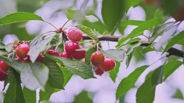 许多红熟的野樱桃树果实的特写 枝叶丛生 在果实的重压下弯腰 低角高品质的幻灯片4K镜头 — 图库视频影像