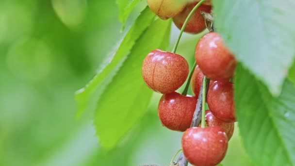 Macro Red Ripe Wild Cherry Fruits Growing Tree Branch Clusters — Stock Video