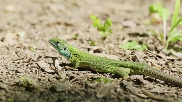 Male European Green Lizard Lacerta Viridis Garden Bright Sun Green — ストック動画