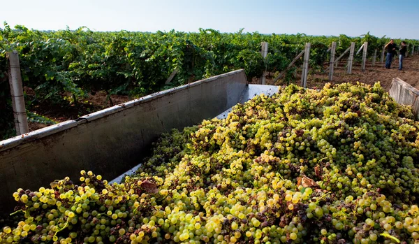 Zbieranie winogron, jesień w winnicy, wiele dojrzałe owoce soczyste — Zdjęcie stockowe