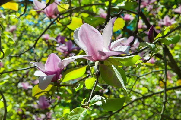 Jardín botánico en primavera, magnolia, flores — Foto de Stock