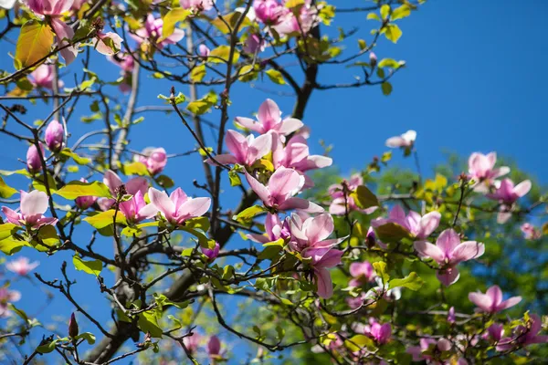 Jardín botánico en primavera, magnolia, flores — Foto de Stock