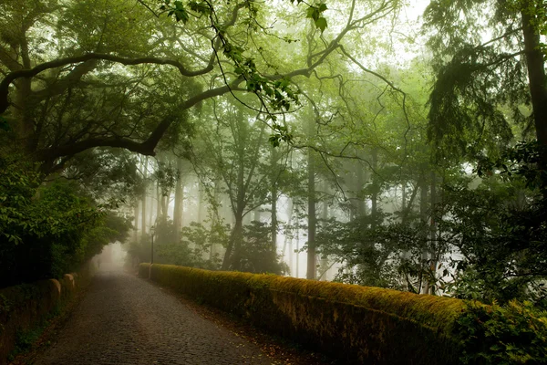 Park van het pena paleis, het fantastische steegje in mistig weer, sintra, portugal — Stockfoto