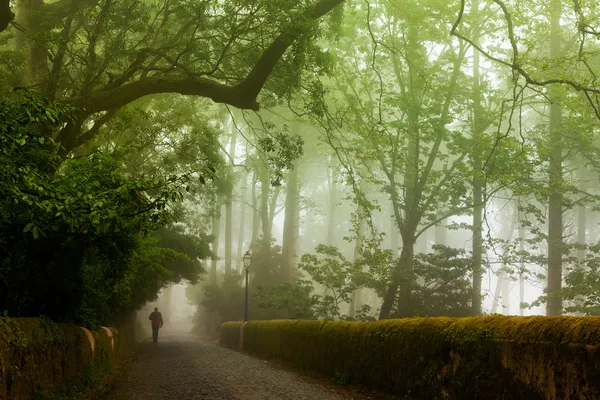 Parque do Palácio da Pena, o fabuloso beco em nevoeiro tempo, sintra, portugal — Fotografia de Stock