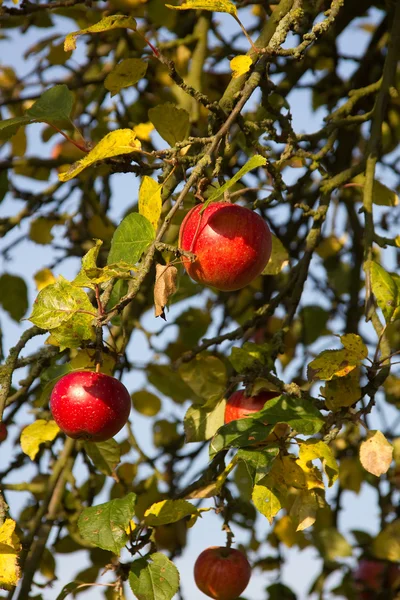 Czerwony dojrzały jabłka w późnym latem — Zdjęcie stockowe
