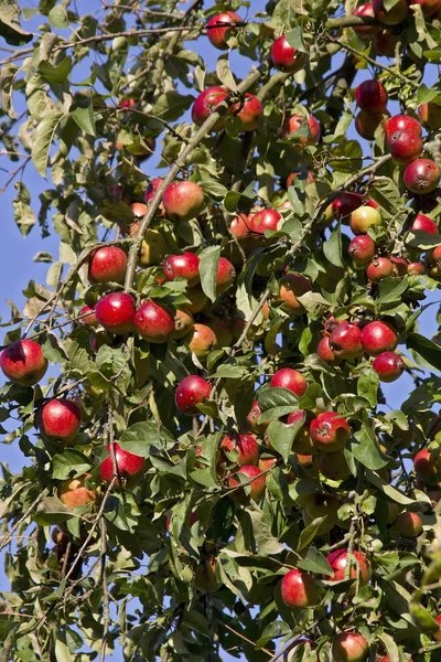 Pommes rouges moelleuses à la fin de l'été — Photo