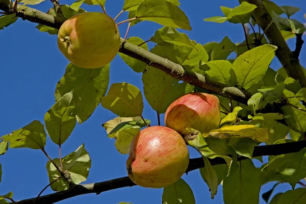 Reife Äpfel — Zdjęcie stockowe