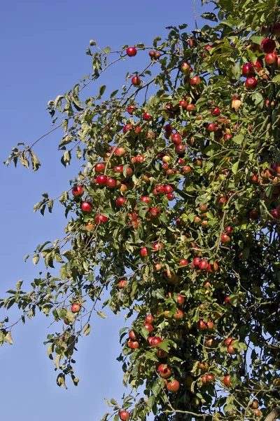 Pommes rouges moelleuses à la fin de l'été — Photo