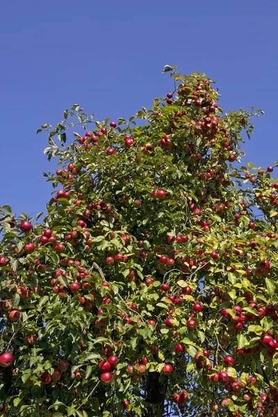 Pommes rouges moelleuses à la fin de l'été — Photo