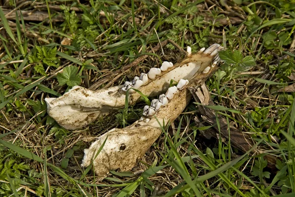 Teil eines Tierschädels — Stockfoto