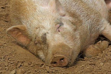 Schlafendes Schwein 'i mahvediyor