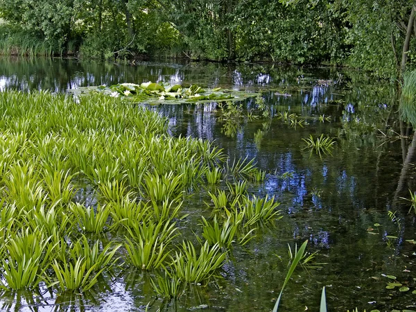 Teich mit Wasserpflanzen — Stockfoto