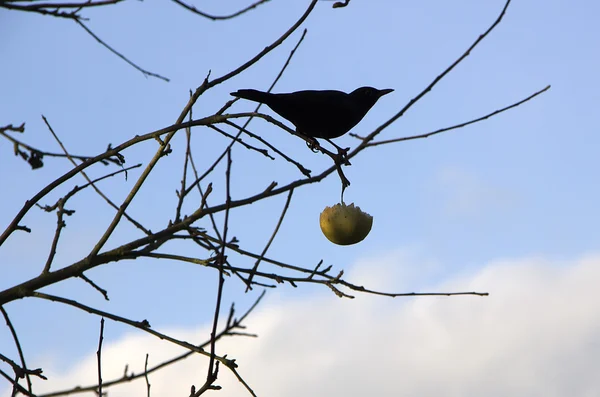 Amsel beim Brunch mit einem Apfel — Stockfoto