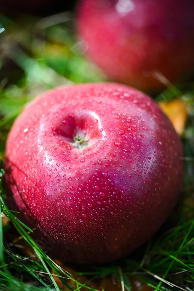 秋のりんご — ストック写真