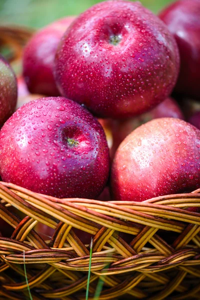 Höstens äpplen — Stockfoto