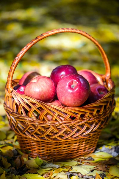 Herfst appels — Stockfoto