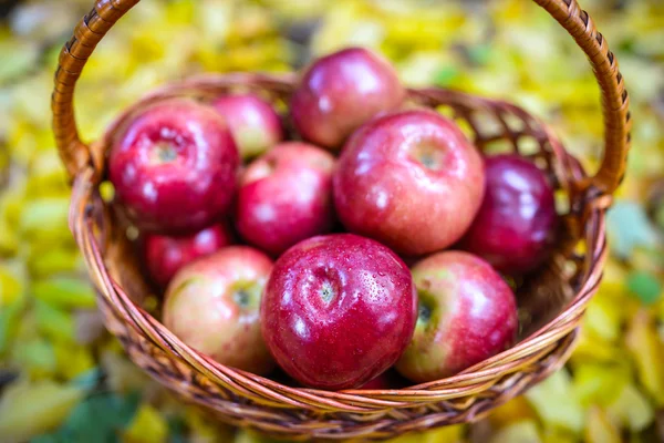 Herfst appels — Stockfoto