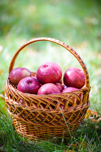 Höstens äpplen — Stockfoto