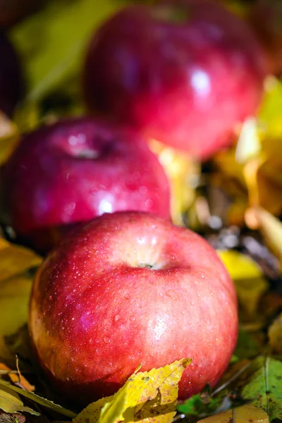 Höstens äpplen — Stockfoto