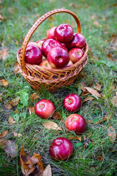 Höstens äpplen Stockfoto