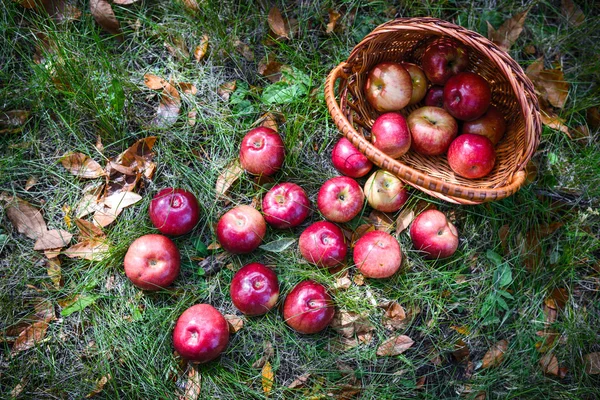 Höstens äpplen Royaltyfria Stockbilder