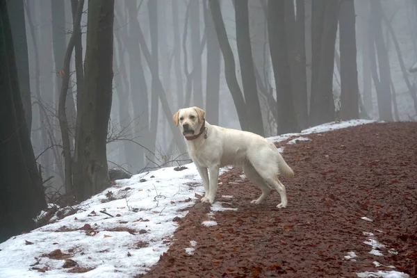 Genç beyaz safkan Labrador Köpeği ormanda                        