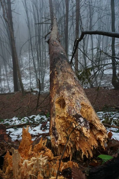 Arbre Tombé Dans Forêt Profonde Hiver — Photo