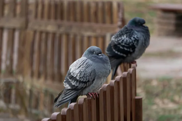 Parktaki çitin üzerinde birbirine sokulmuş bir çift gri güvercin.