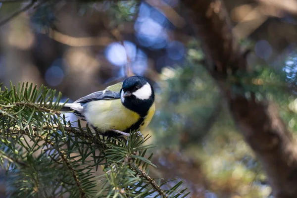 緑の松の枝の間に隠れて黄色のティマウス鳥 — ストック写真