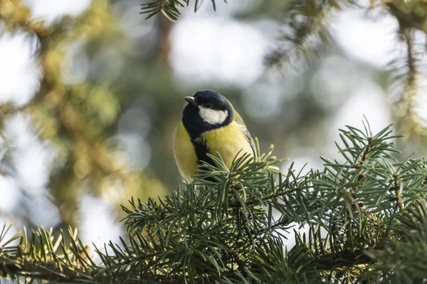 Amarelo Titmouse Pássaro Escondido Entre Ramos Pinho Com Fundo Borrado — Fotografia de Stock