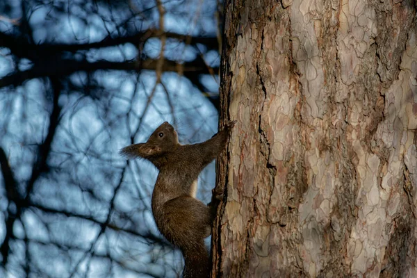 Vue Rapprochée Écureuil Gris Sur Arbre Regardant Curieusement Autour Lui — Photo