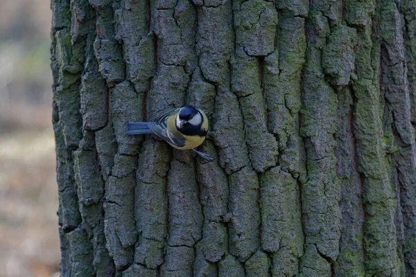 Great Tit Bird Parus Major Poses Old Tree Trunk — Foto de Stock