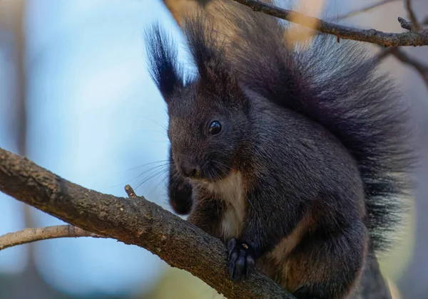          Close-up view of a grey squirrel on a tree, looking around curiously                      