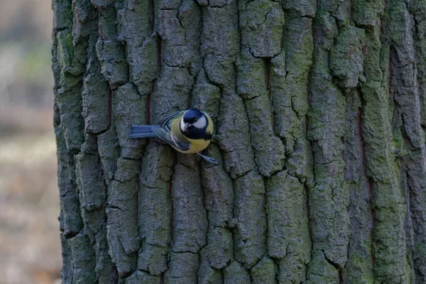 Great Tit Bird Parus Major Poses Old Tree Trunk — стоковое фото