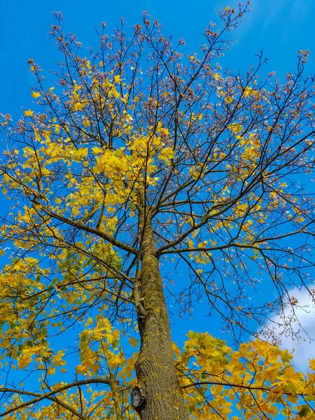 가을철에 단풍나무의 하늘을 배경으로 — 스톡 사진