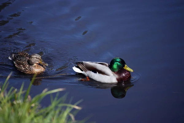 Paire Canards Colverts Sauvages Nagent Dans Eau Calme Miroitante Lac — Photo