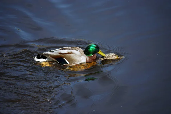 Pair Wild Mallards Mate Water Male Grabs Female Neck His — Fotografia de Stock