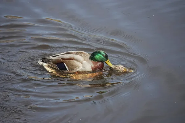 Par Patos Reais Selvagens Acasalam Água Macho Agarra Fêmea Pelo — Fotografia de Stock