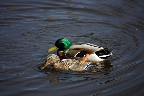 Paire Canards Colverts Sauvages Nagent Dans Eau Calme Miroitante Lac — Photo