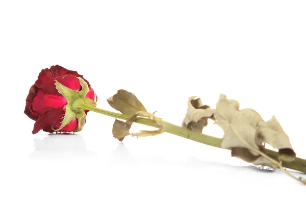 干燥的红玫瑰 — 图库照片