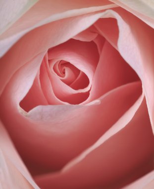 güzel pembe Gül closeup arka plan