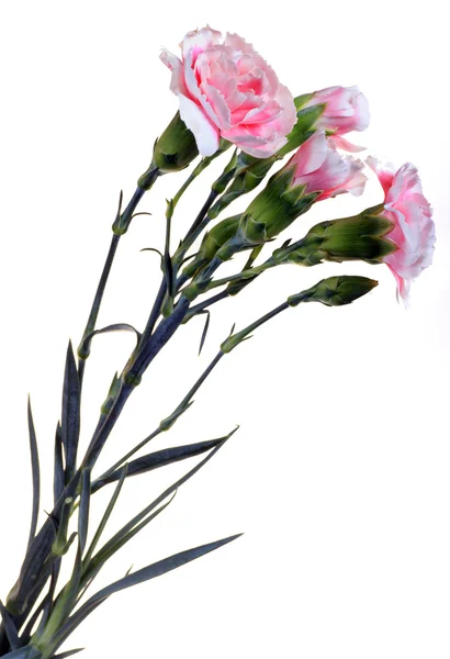 在白色背景上隔离的康乃馨花 — 图库照片