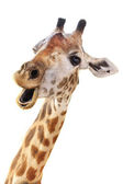 Giraffenkopf Gesicht sehen lustig isoliert auf weißem Hintergrund
